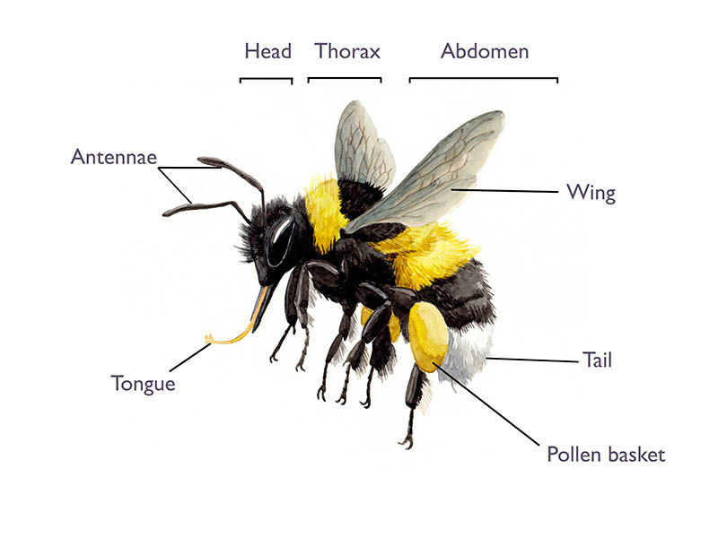 Bumblebees Blooms For Bees