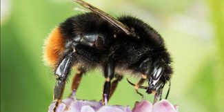 Bee Identification Chart Uk