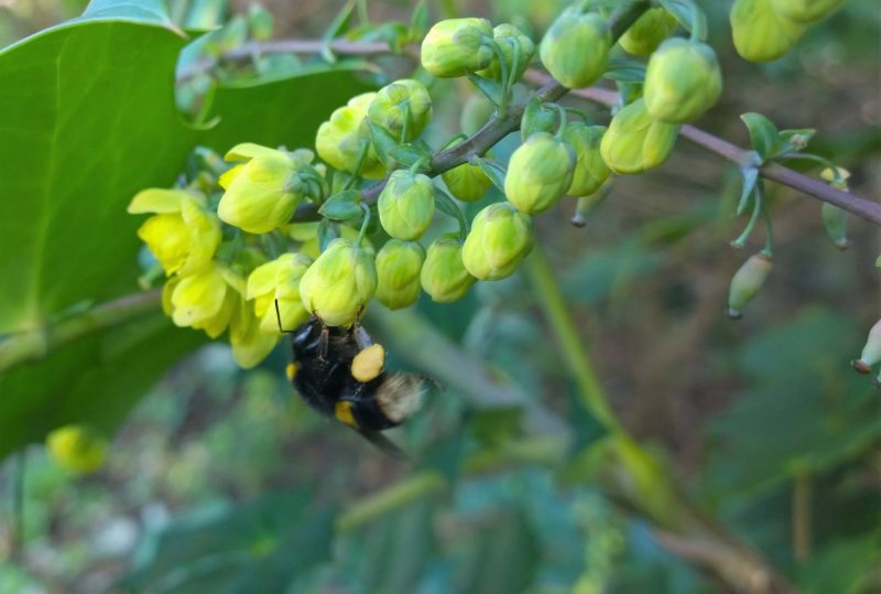 Buff-tailed Bumblebee foraging Mahonia in December