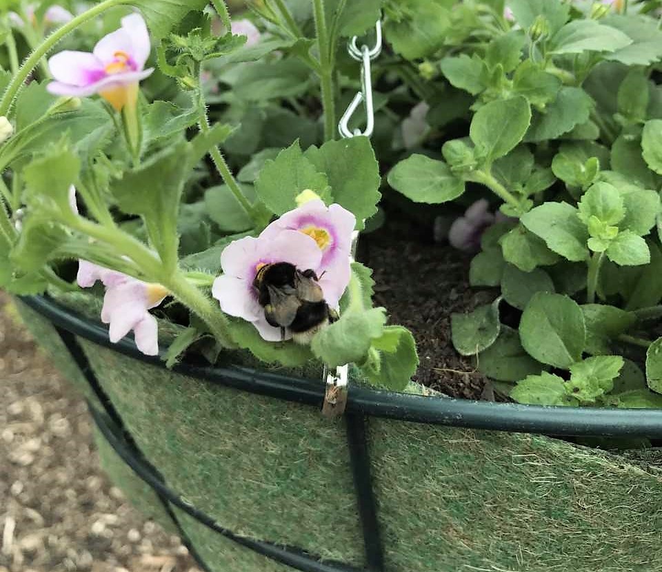 Beefriendly container plant trials Blooms for Bees