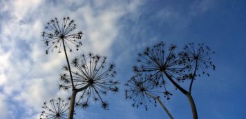 Umbellifer stems