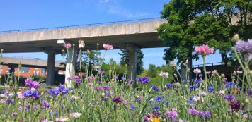Flower border - Coventry University