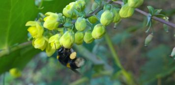 Bumblebee on Mahonia
