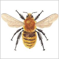 Brown-Banded Carder Queen
