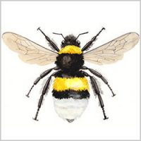 Northern White-Tailed Queen