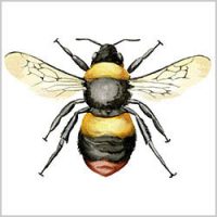 Early Bumblebee
